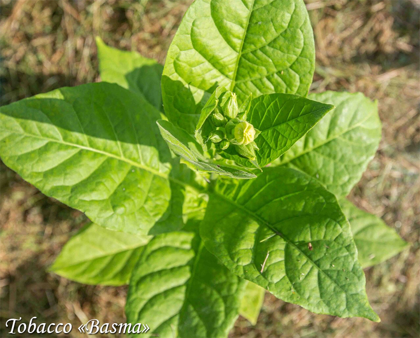 Suitsutubakas Basma Tobacco, Курительный табак Басма